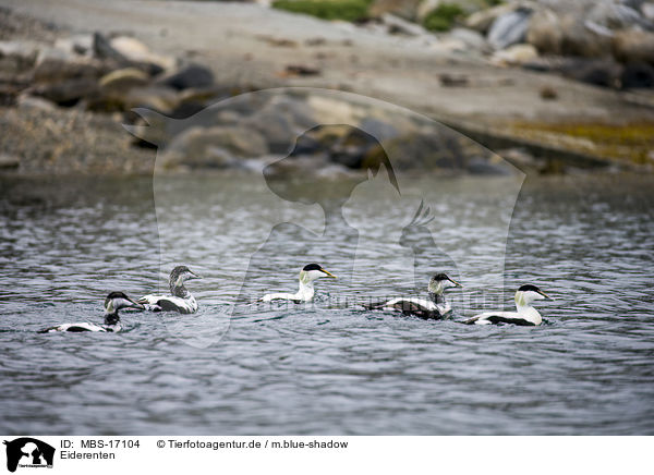 Eiderenten / common eider ducks / MBS-17104