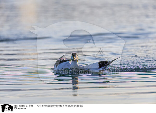 Eiderente / common eider duck / MBS-27758