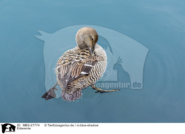 Eiderente / common eider duck / MBS-27774