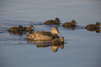 schwimmende Eiderenten