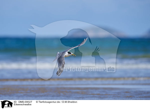 Eilseeschwalbe / Greater Crested Tern / DMS-09027