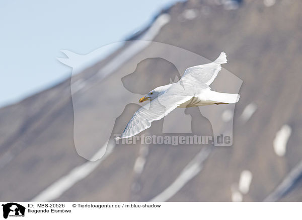 fliegende Eismwe / flying Glaucous Gull / MBS-20526