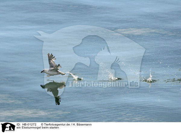 ein Eissturmvogel beim starten / starting 	Northern Fulmar / HB-01272
