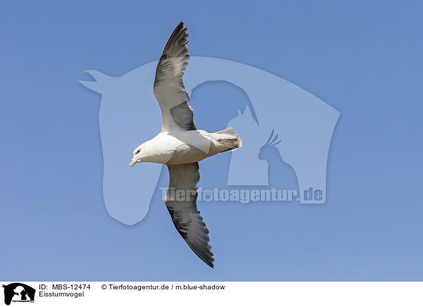 Eissturmvogel / northern fulmar / MBS-12474