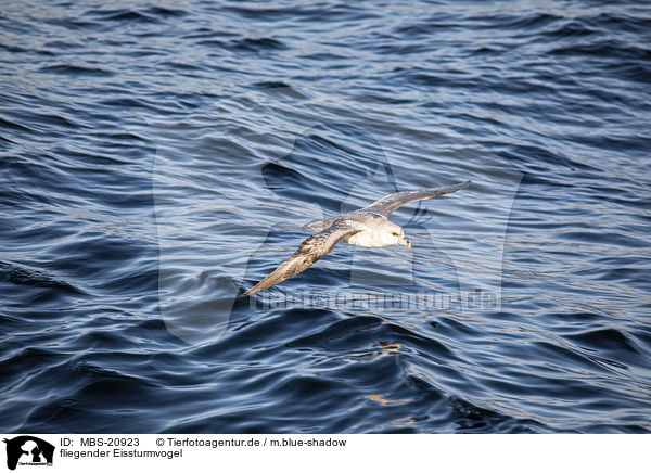 fliegender Eissturmvogel / flying Fulmar / MBS-20923