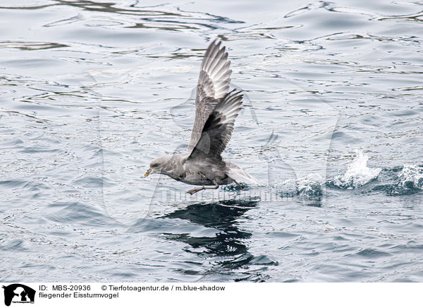 fliegender Eissturmvogel / flying Fulmar / MBS-20936