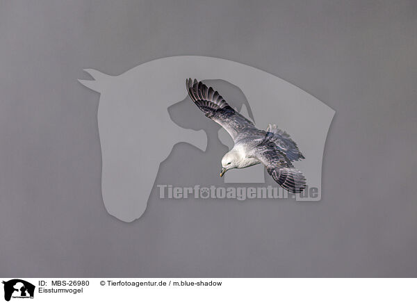 Eissturmvogel / northern fulmar / MBS-26980