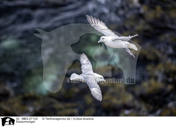 Eissturmvgel / northern fulmars / MBS-27102