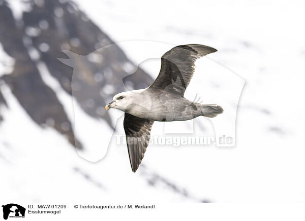 Eissturmvogel / northern fulmar / MAW-01209