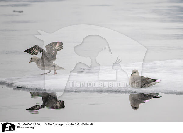 Eissturmvogel / northern fulmar / MAW-01934