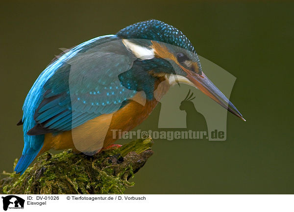 Eisvogel / kingfisher / DV-01026