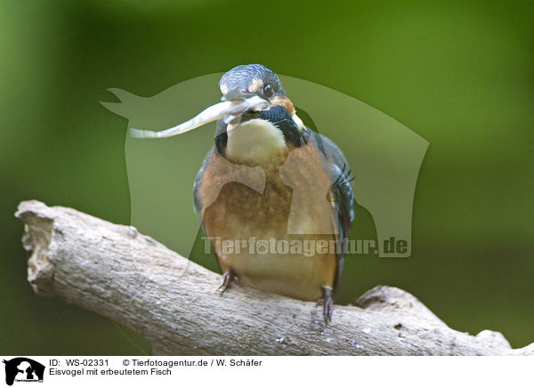 Eisvogel mit erbeutetem Fisch / kingfisher with fish / WS-02331