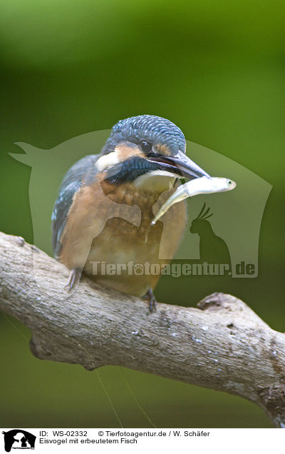 Eisvogel mit erbeutetem Fisch / kingfisher with fish / WS-02332