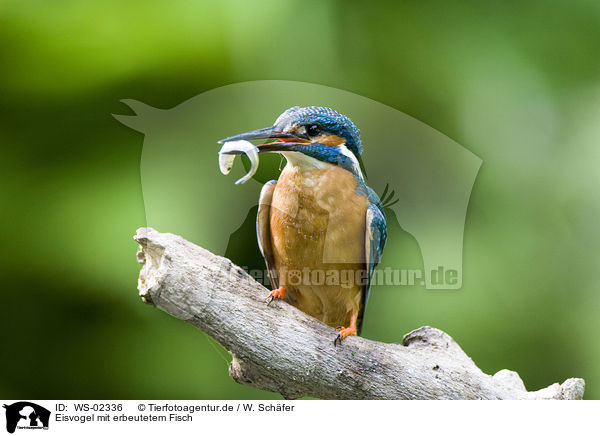 Eisvogel mit erbeutetem Fisch / kingfisher with fish / WS-02336