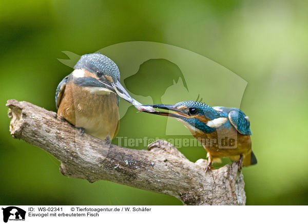 Eisvogel mit erbeutetem Fisch / kingfisher with fish / WS-02341