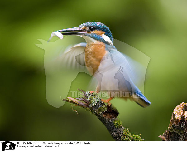 Eisvogel mit erbeutetem Fisch / kingfisher with fish / WS-02355