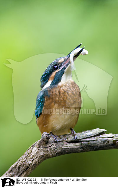 Eisvogel mit erbeutetem Fisch / kingfisher with fish / WS-02362