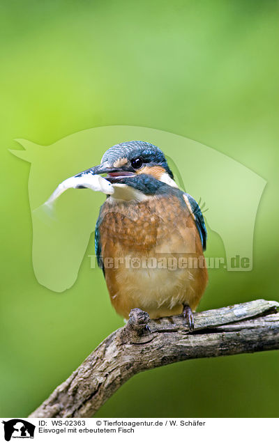 Eisvogel mit erbeutetem Fisch / kingfisher with fish / WS-02363