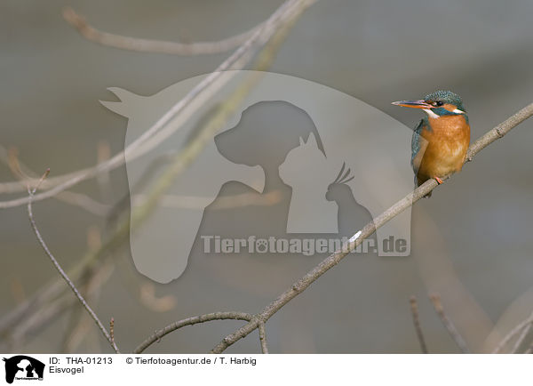 Eisvogel / kingfisher / THA-01213