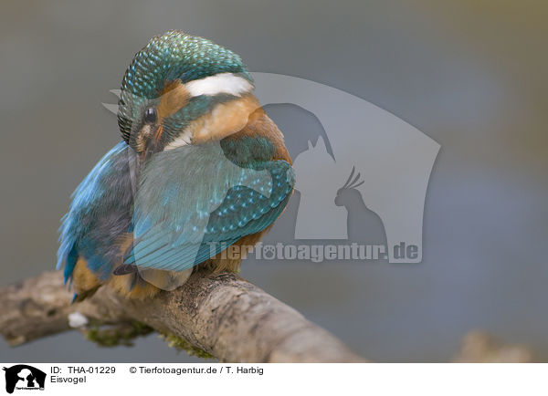 Eisvogel / kingfisher / THA-01229