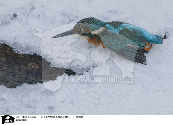 Eisvogel / kingfisher / THA-01232