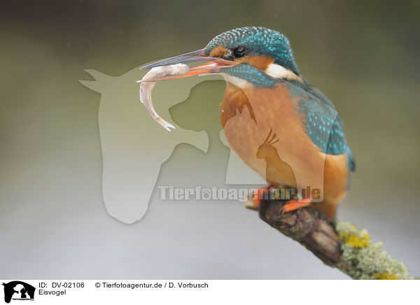 Eisvogel / kingfisher / DV-02106