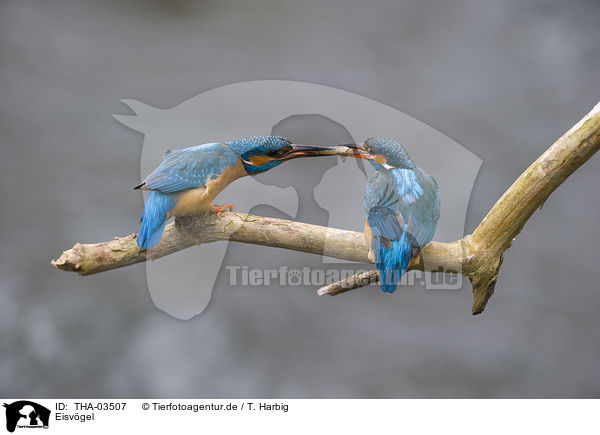 Eisvgel / kingfisher / THA-03507