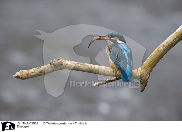 Eisvogel / kingfisher / THA-03508