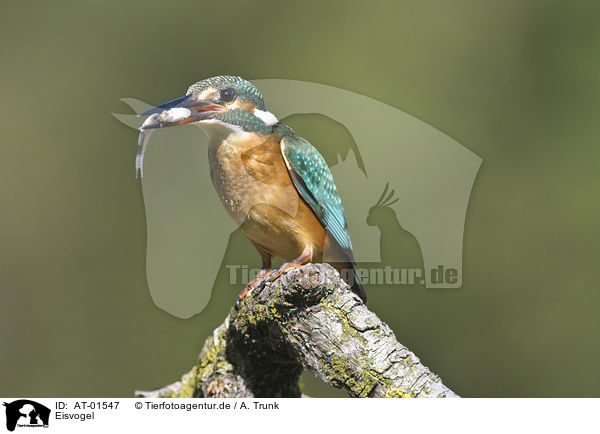 Eisvogel / kingfisher / AT-01547