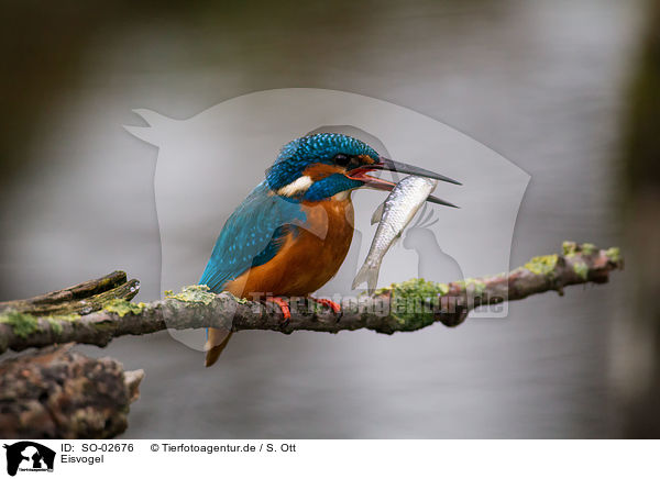 Eisvogel / common river kingfisher / SO-02676