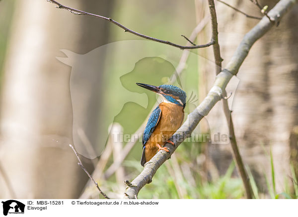 Eisvogel / common kingfisher / MBS-15281