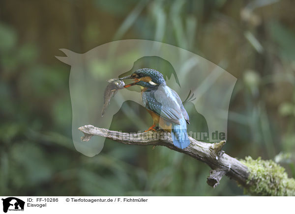 Eisvogel / kingfisher / FF-10286