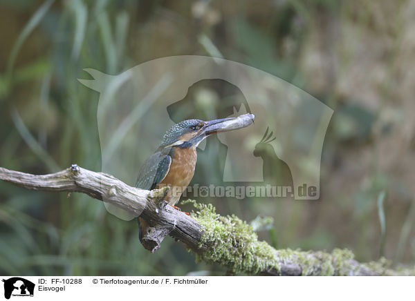 Eisvogel / kingfisher / FF-10288