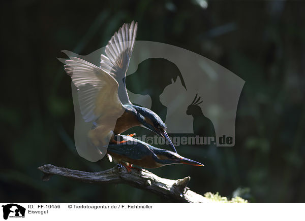 Eisvogel / kingfisher / FF-10456