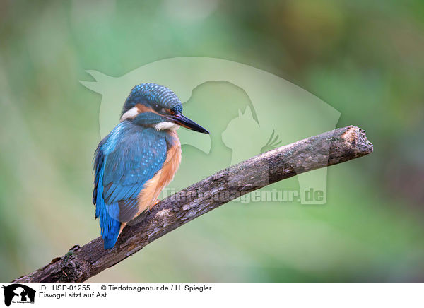 Eisvogel sitzt auf Ast / Kingfisher sits on branch / HSP-01255