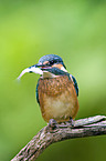 Eisvogel mit erbeutetem Fisch