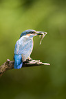 Eisvogel mit erbeutetem Fisch