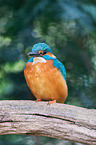 Eisvogel