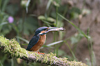 sitzender Eisvogel