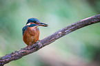 Eisvogel sitzt auf Ast