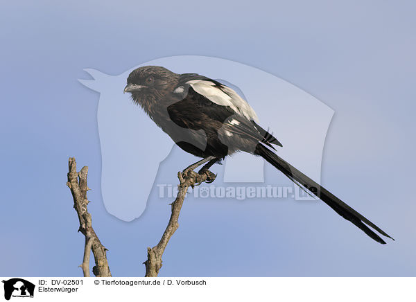 Elsterwrger / magpie shrike / DV-02501