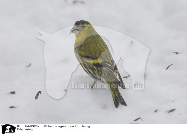 Erlenzeisig / Eurasian siskin / THA-03289