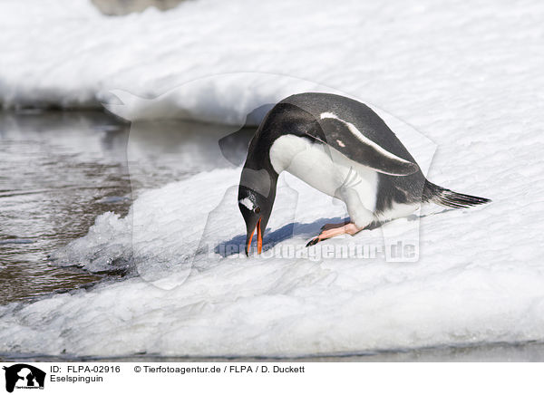 Eselspinguin / Gentoo Penguin / FLPA-02916