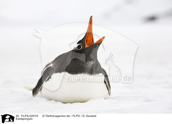 Eselspinguin / Gentoo Penguin / FLPA-02919
