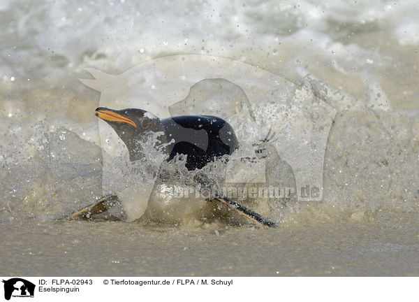 Eselspinguin / Gentoo Penguin / FLPA-02943