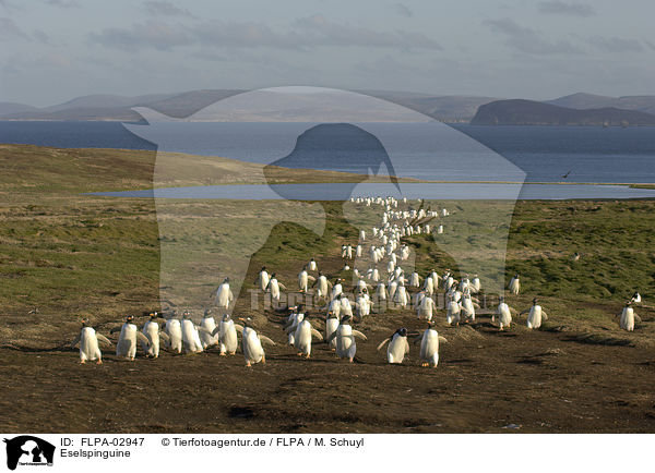 Eselspinguine / Gentoo Penguins / FLPA-02947