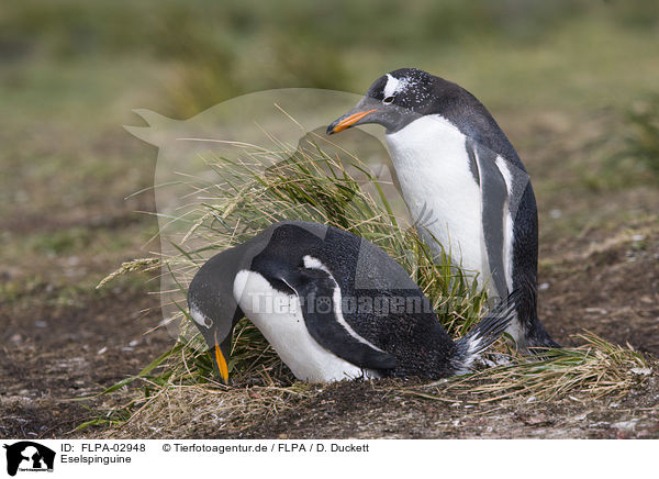 Eselspinguine / Gentoo Penguins / FLPA-02948