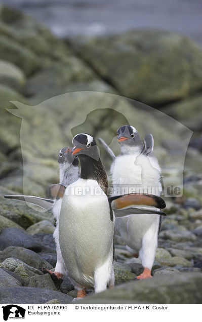 Eselspinguine / Gentoo Penguins / FLPA-02994