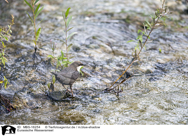 Eurasische Wasseramsel / white-throated water ouzel / MBS-16254