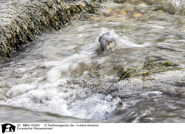 Eurasische Wasseramsel / white-throated water ouzel / MBS-16264